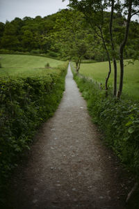 Road amidst plants and trees on field