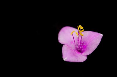 Close-up of purple orchid against black background