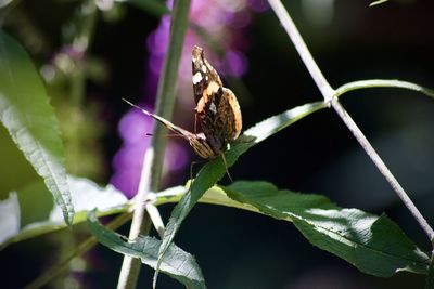 Close-up of butterfly on purple flower