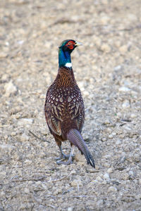 High angle view of a bird on field