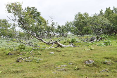 View of horse on field against trees