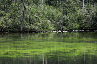 Scenic view of lake in forest