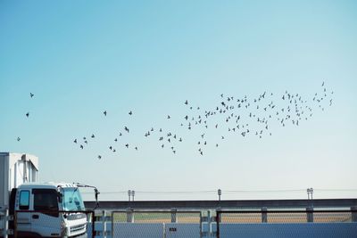 Flock of birds flying against clear sky