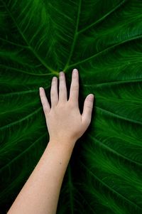 Close-up of woman hand touching leaf