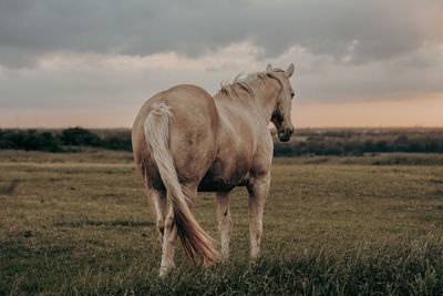 Horse standing on field in the countryside 