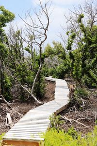 Footpath amidst trees in forest against sky