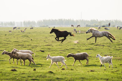 Horses on a field