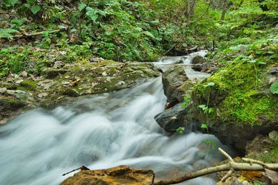 Scenic view of waterfall in forest