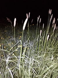 Close-up of dry plants on field during winter