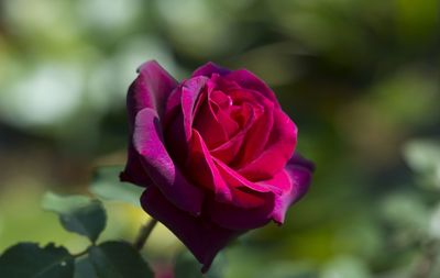 Close-up of pink rose blooming outdoors