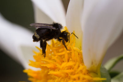 Close-up of bee pollinating on yellow flower