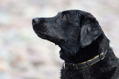 Head shot of a wet black labrador retriever 