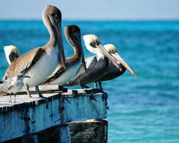 Seagull perching on wooden post in sea