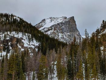 Pine trees on snowcapped mountains against sky