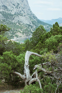 Scenic view of landscape and mountains against sky