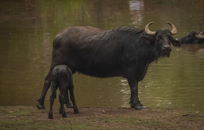 Buffalo standing in lake