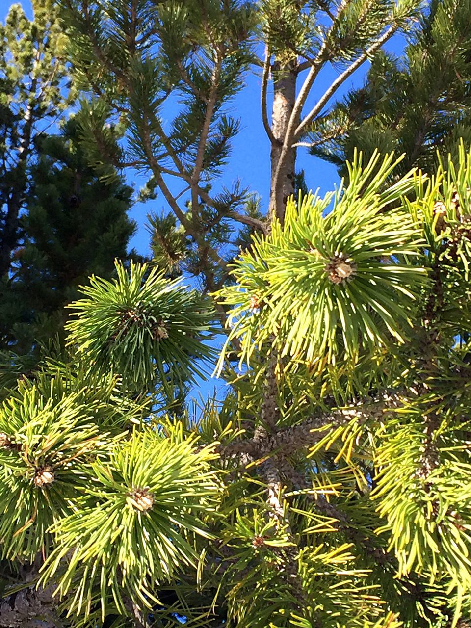 palm tree, growth, tree, green color, low angle view, nature, clear sky, branch, leaf, beauty in nature, tranquility, plant, blue, day, green, sunlight, sky, outdoors, water, tropical climate