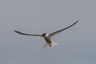 Low angle view of seagull flying in sky