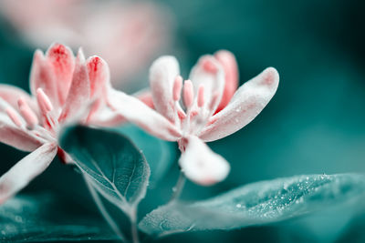 Close-up of pink cherry blossom