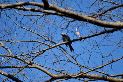 Low angle view of bird perching on tree