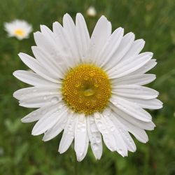 Close-up of white flower