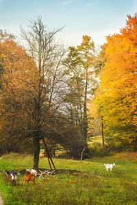 View of an animal on field during autumn