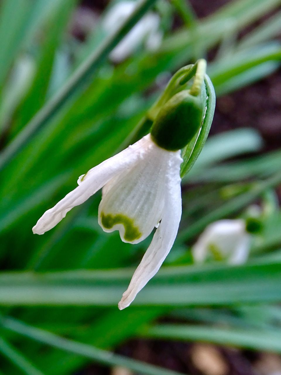 CLOSE-UP OF WHITE FLOWERS