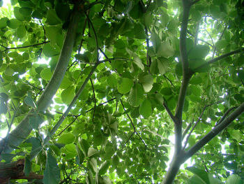 Low angle view of trees