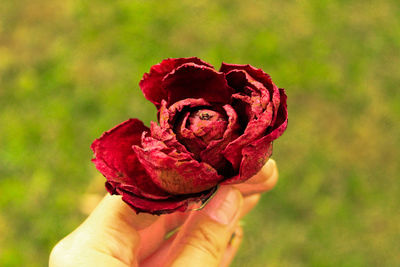 Close-up of hand holding rose