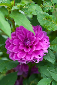 Close-up of pink flowers