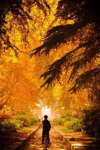 Man walking on footpath in forest during autumn