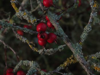 Close-up of red berries growing on tree