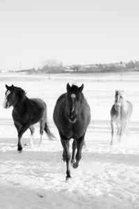 Horses on field against sky during winter