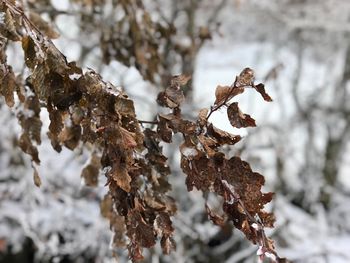 Close-up of dry leaves on snow covered tree