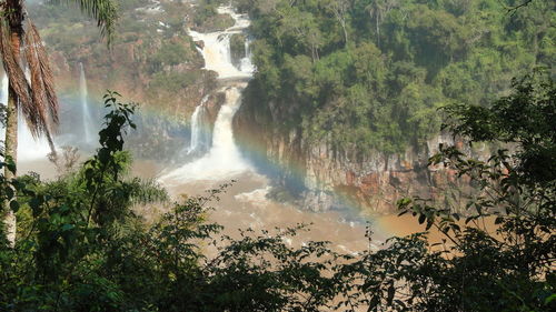 River flowing through forest