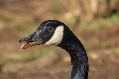 Close-up of a bird on land canada goose 