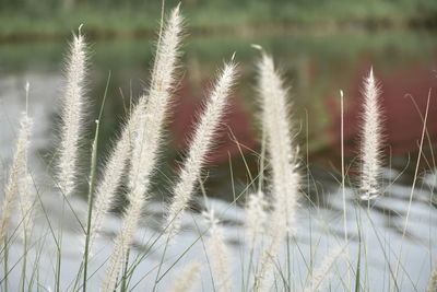 Close-up of stalks in field