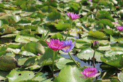 Close-up of pink water lily in lake