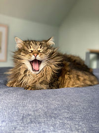 Cat yawning