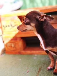 Close-up of dog looking away