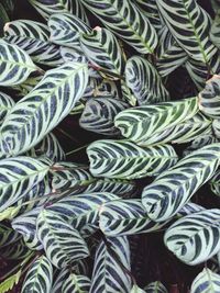 Full frame shot of succulent plant