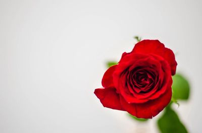 Close-up of red rose against white background