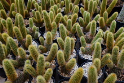 Close-up of cactus