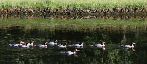 Waterfowls, common merganser, swimming in lake