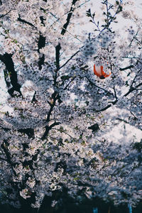 Low angle view of cherry blossom tree