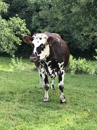 Cow standing in field