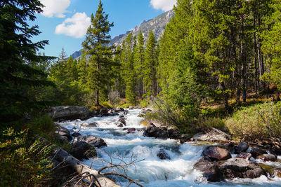 Scenic view of stream amidst trees in forest