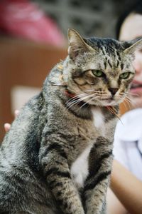 Close-up of cat sitting on man