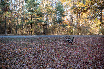 Trees and leaves in park during autumn