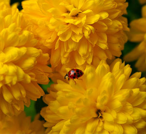 Close-up of bee on yellow flower